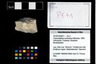 Foto (Objekt + Etikett) von Cracensigillatus acutirostrus (Moericke, 1889)  (NHMW-GEO-2014-0194-0671)
